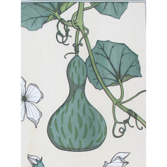 Gourd (Plate 13) – Eugène Grasset (1896) | Original Botanical Lithograph