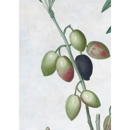 Antique Print by Pierre-Joseph Redouté – Olive Tree (Olea europæa)