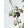 Olive Tree (*Olea europæa*)  – A. var Caillet-rouge. B. var-blanc. C. var de deux Saisons – P.J. Redouté (c.1801-1819)