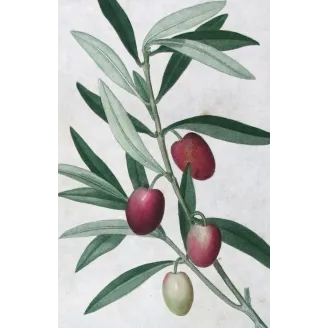 Antique Print by Pierre-Joseph Redouté – Olive Tree (Olea europæa)