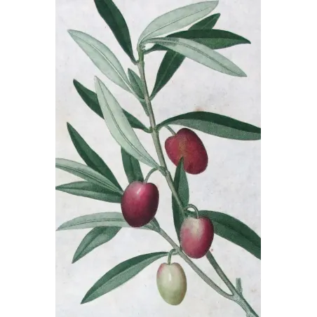 Antique Print by Pierre-Joseph Redouté – Olive Tree (Olea europæa)