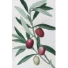 Olive Tree (*Olea europæa*)  – A. var Caillet-rouge. B. var-blanc. C. var de deux Saisons – P.J. Redouté (c.1801-1819)