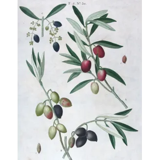 Antique Print by Pierre-Joseph Redouté – Olive Tree (Olea europæa)