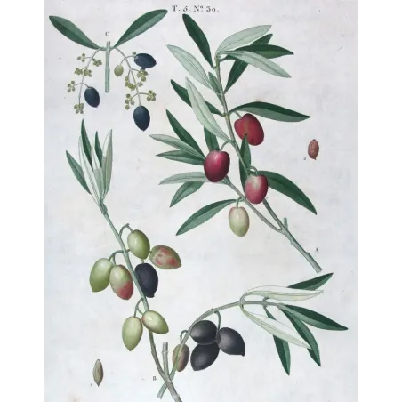 Antique Print by Pierre-Joseph Redouté – Olive Tree (Olea europæa)