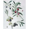 Olive Tree (*Olea europæa*)  – A. var Caillet-rouge. B. var-blanc. C. var de deux Saisons – P.J. Redouté (c.1801-1819)