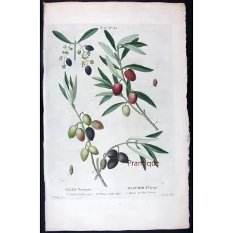 Antique Print by Pierre-Joseph Redouté – Olive Tree (Olea europæa)
