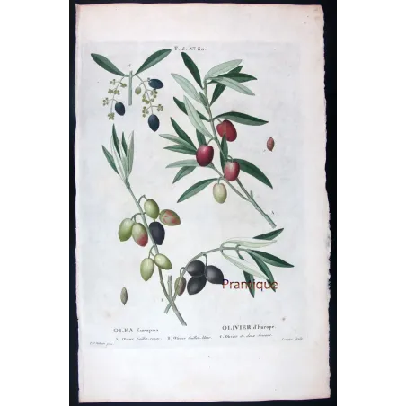 Antique Print by Pierre-Joseph Redouté – Olive Tree (Olea europæa)