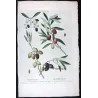 Olive Tree (*Olea europæa*)  – A. var Caillet-rouge. B. var-blanc. C. var de deux Saisons – P.J. Redouté (c.1801-1819)