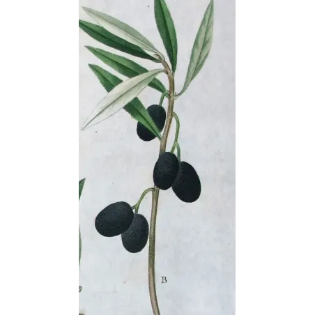 Antique Botanical Print – Pierre-Joseph Redouté – Olive Tree