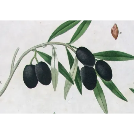 Antique Botanical Print – Pierre-Joseph Redouté – Olive Tree