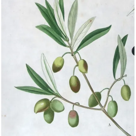 Antique Botanical Print – Pierre-Joseph Redouté – Olive Tree