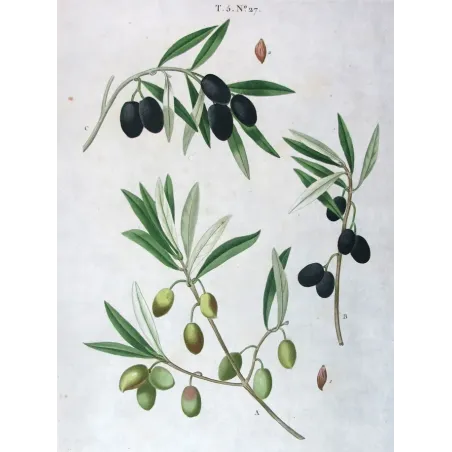 Antique Botanical Print – Pierre-Joseph Redouté – Olive Tree
