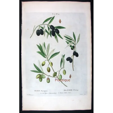 Antique Botanical Print – Pierre-Joseph Redouté – Olive Tree