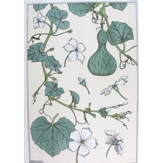 Gourd (Plate 13) – Eugène Grasset (1896) | Original Botanical Lithograph