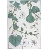 Eugène Grasset – Gourd (Plate 13), Original Lithograph from La Plante (1896)