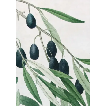 Antique Botanical Print – Pierre-Joseph Redouté – Olive Tree