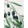 Olive Tree (*Olea europæa*)  – A. var Olivier de Callas. B. Olivier Pleureur Antique Print  – P.J Redouté (c.1801-1819)