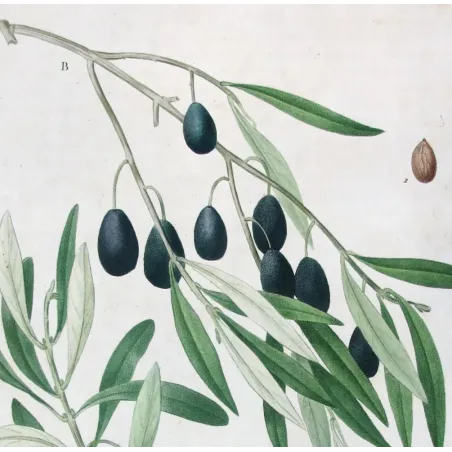 Antique Botanical Print – Pierre-Joseph Redouté – Olive Tree