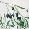 Olive Tree (*Olea europæa*)  – A. var Olivier de Callas. B. Olivier Pleureur Antique Print  – P.J Redouté (c.1801-1819)