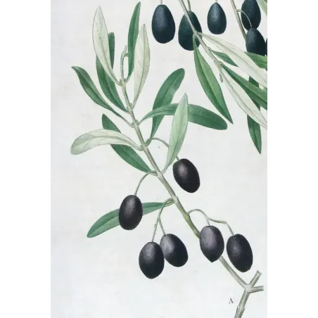 Antique Botanical Print – Pierre-Joseph Redouté – Olive Tree