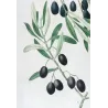 Olive Tree (*Olea europæa*)  – A. var Olivier de Callas. B. Olivier Pleureur Antique Print  – P.J Redouté (c.1801-1819)
