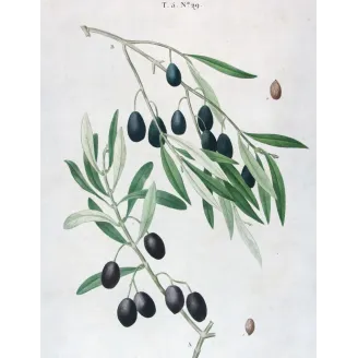 Antique Botanical Print – Pierre-Joseph Redouté – Olive Tree