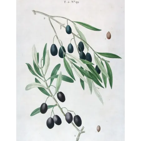 Antique Botanical Print – Pierre-Joseph Redouté – Olive Tree