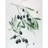 Olive Tree (*Olea europæa*)  – A. var Olivier de Callas. B. Olivier Pleureur Antique Print  – P.J Redouté (c.1801-1819)