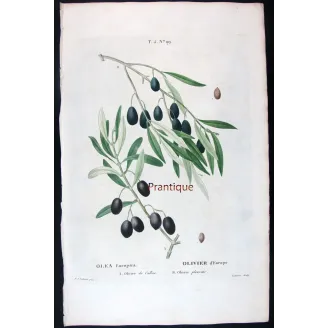 Antique Botanical Print – Pierre-Joseph Redouté – Olive Tree