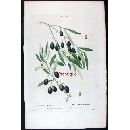 Antique Botanical Print – Pierre-Joseph Redouté – Olive Tree