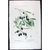 Olive Tree (*Olea europæa*)  – A. var Olivier de Callas. B. Olivier Pleureur Antique Print  – P.J Redouté (c.1801-1819)