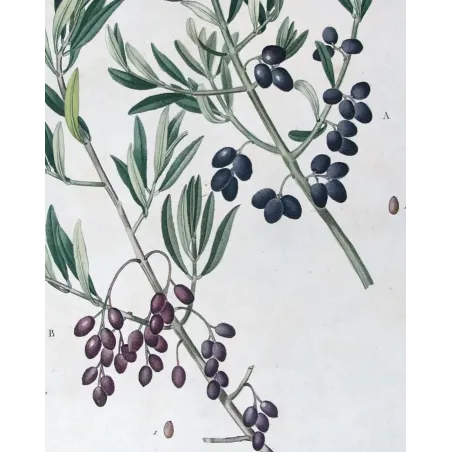 Antique Botanical Print – Pierre-Joseph Redouté – Olive Tree