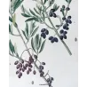 Olive Tree (*Olea europaea*)  –  Olivier d'Europe (var Sylvestris) - Original Antique Print by P.J Redouté (c.1801-1819)