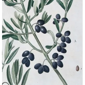 Antique Botanical Print – Pierre-Joseph Redouté – Olive Tree