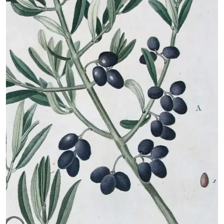 Antique Botanical Print – Pierre-Joseph Redouté – Olive Tree