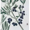 Olive Tree (*Olea europaea*)  –  Olivier d'Europe (var Sylvestris) - Original Antique Print by P.J Redouté (c.1801-1819)