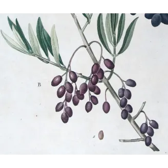 Antique Botanical Print – Pierre-Joseph Redouté – Olive Tree