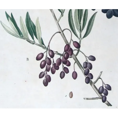Antique Botanical Print – Pierre-Joseph Redouté – Olive Tree