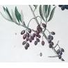 Olive Tree (*Olea europaea*)  –  Olivier d'Europe (var Sylvestris) - Original Antique Print by P.J Redouté (c.1801-1819)