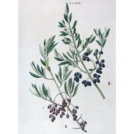 Antique Botanical Print – Pierre-Joseph Redouté – Olive Tree