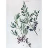 Olive Tree (*Olea europaea*)  –  Olivier d'Europe (var Sylvestris) - Original Antique Print by P.J Redouté (c.1801-1819)