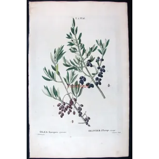 Antique Botanical Print – Pierre-Joseph Redouté – Olive Tree