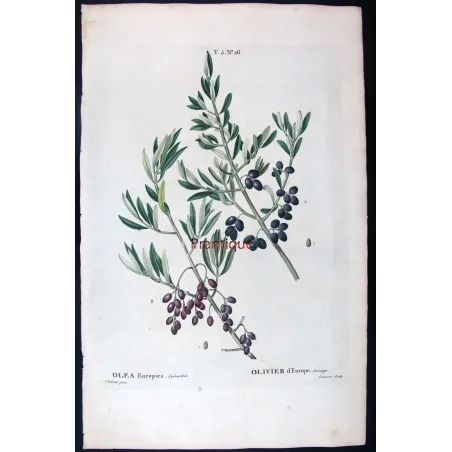 Antique Botanical Print – Pierre-Joseph Redouté – Olive Tree