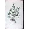 Olive Tree (*Olea europaea*)  –  Olivier d'Europe (var Sylvestris) - Original Antique Print by P.J Redouté (c.1801-1819)