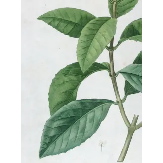 Antique Print by Pierre-Joseph Redouté – Olive Tree (Olea europæa)