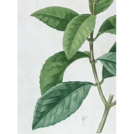 Antique Print by Pierre-Joseph Redouté – Olive Tree (Olea europæa)