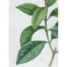 Olive Tree (*Olea europæa*) – Olivier d'Europe - var Olea Fragrans - Antique Botany Print – Pierre-Joseph Redouté (c.1801-1819)