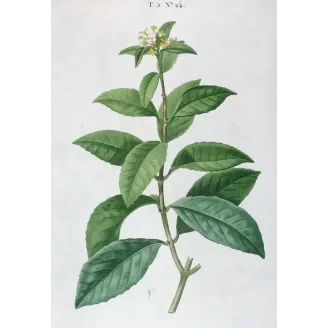 Antique Print by Pierre-Joseph Redouté – Olive Tree (Olea europæa)