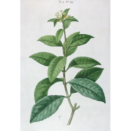 Antique Print by Pierre-Joseph Redouté – Olive Tree (Olea europæa)