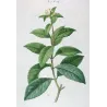 Olive Tree (*Olea europæa*) – Olivier d'Europe - var Olea Fragrans - Antique Botany Print – Pierre-Joseph Redouté (c.1801-1819)